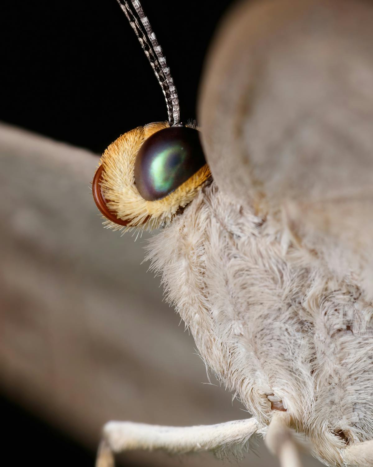 Olho de borboleta em close macro