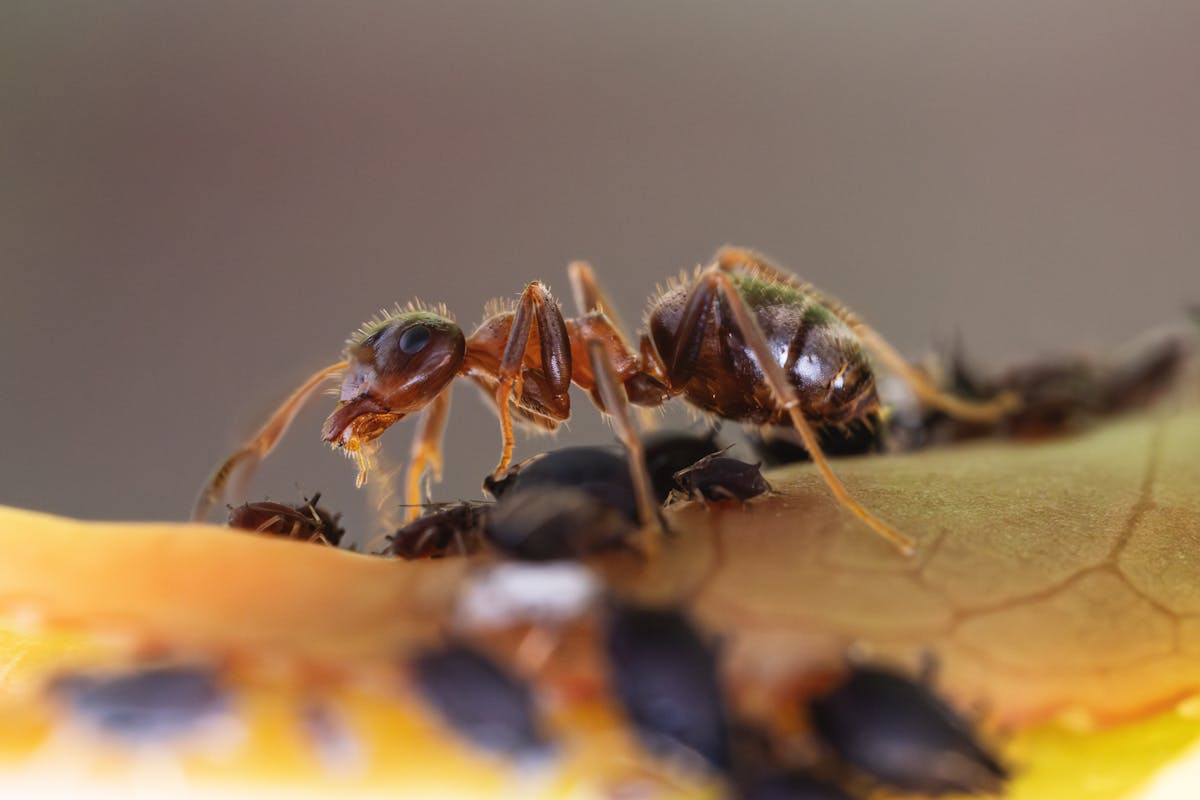 Formiga sobre folha com pulgões em fotografia macro