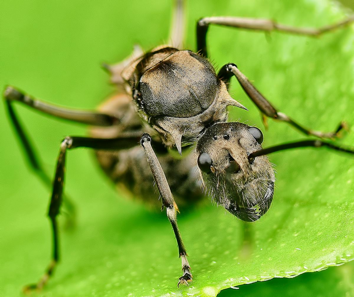 Formiga sobre uma folha em fotografia macro